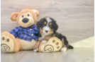 Mini Bernedoodle Puppy for Adoption