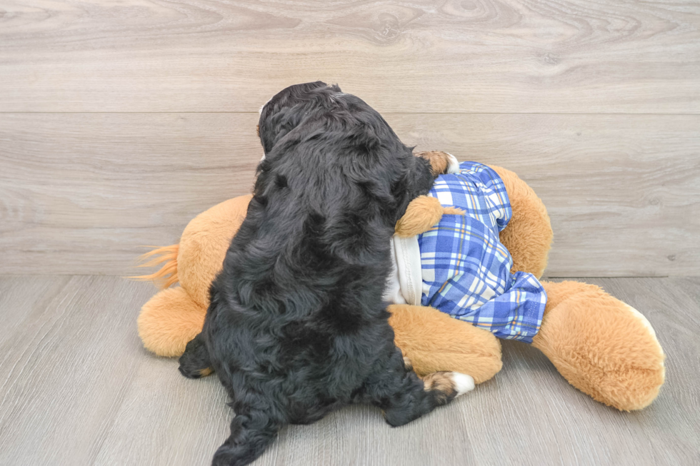 Petite Mini Bernedoodle Poodle Mix Pup