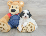 9 week old Mini Bernedoodle Puppy For Sale - Pilesgrove Pups