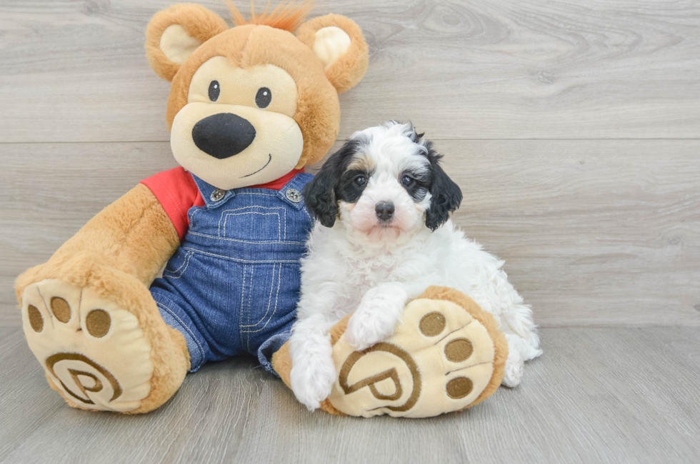 9 week old Mini Bernedoodle Puppy For Sale - Pilesgrove Pups