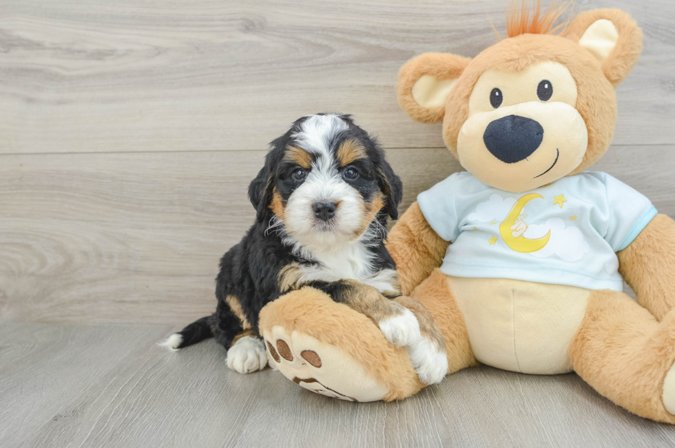 5 week old Mini Bernedoodle Puppy For Sale - Pilesgrove Pups