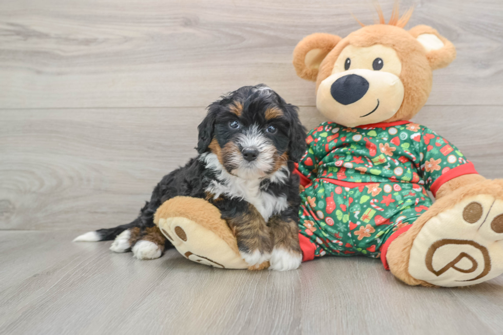 Mini Bernedoodle Pup Being Cute