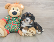 7 week old Mini Bernedoodle Puppy For Sale - Pilesgrove Pups