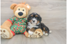 Friendly Mini Bernedoodle Baby