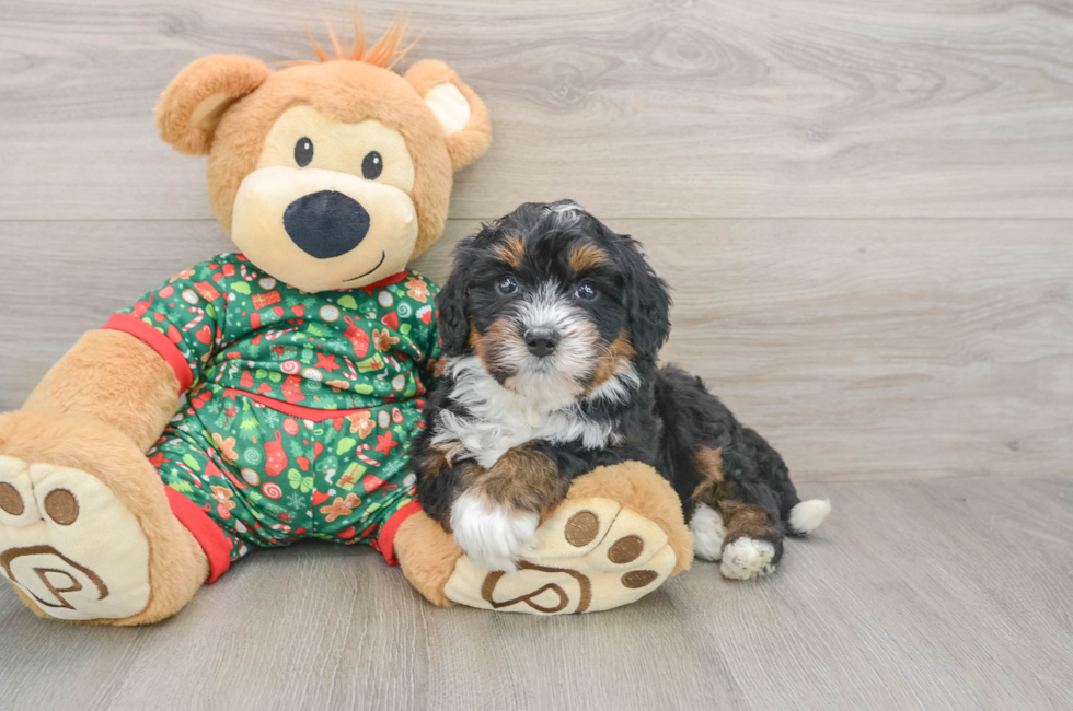 5 week old Mini Bernedoodle Puppy For Sale - Pilesgrove Pups
