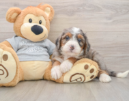 7 week old Mini Bernedoodle Puppy For Sale - Pilesgrove Pups