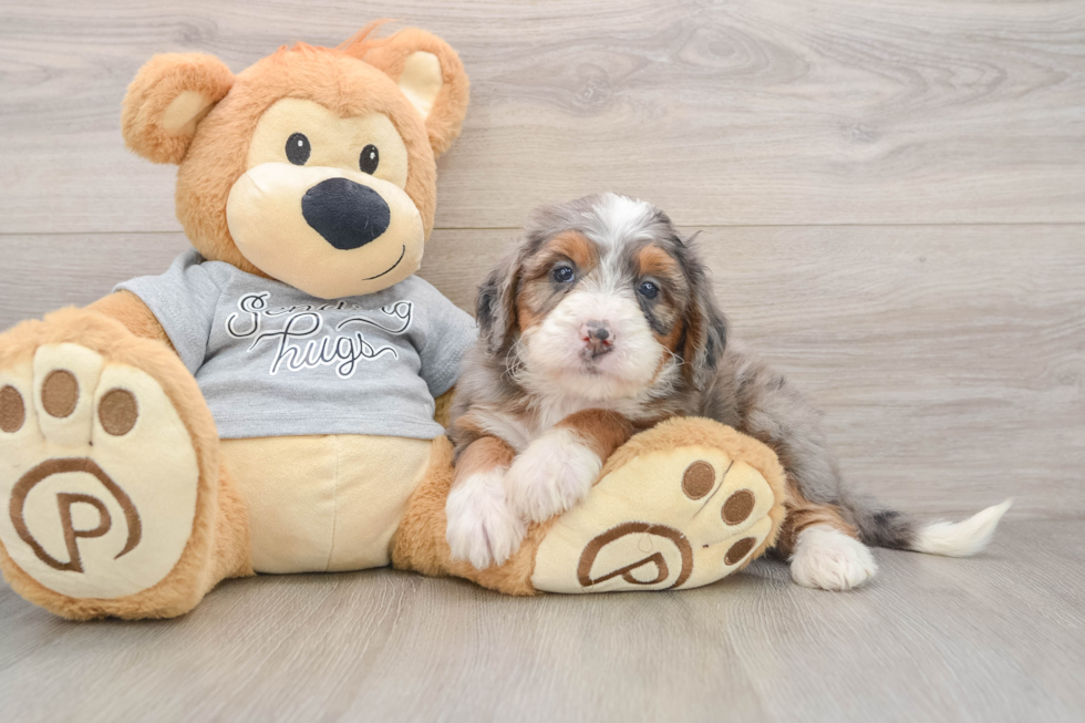 Best Mini Bernedoodle Baby