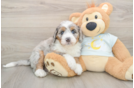 Best Mini Bernedoodle Baby