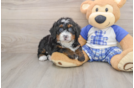 Best Mini Bernedoodle Baby