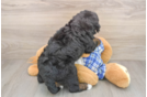 Best Mini Bernedoodle Baby