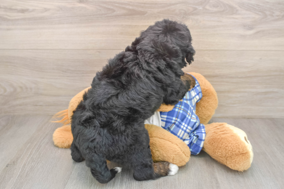 Best Mini Bernedoodle Baby