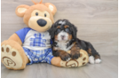 Mini Bernedoodle Puppy for Adoption