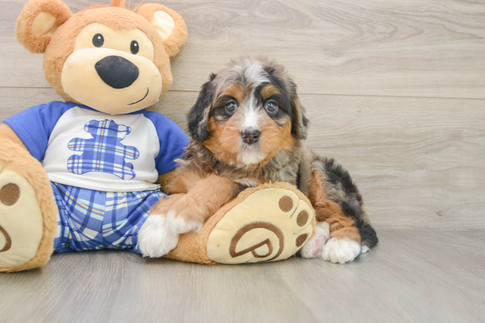Hypoallergenic Bernese Doodle Poodle Mix Puppy