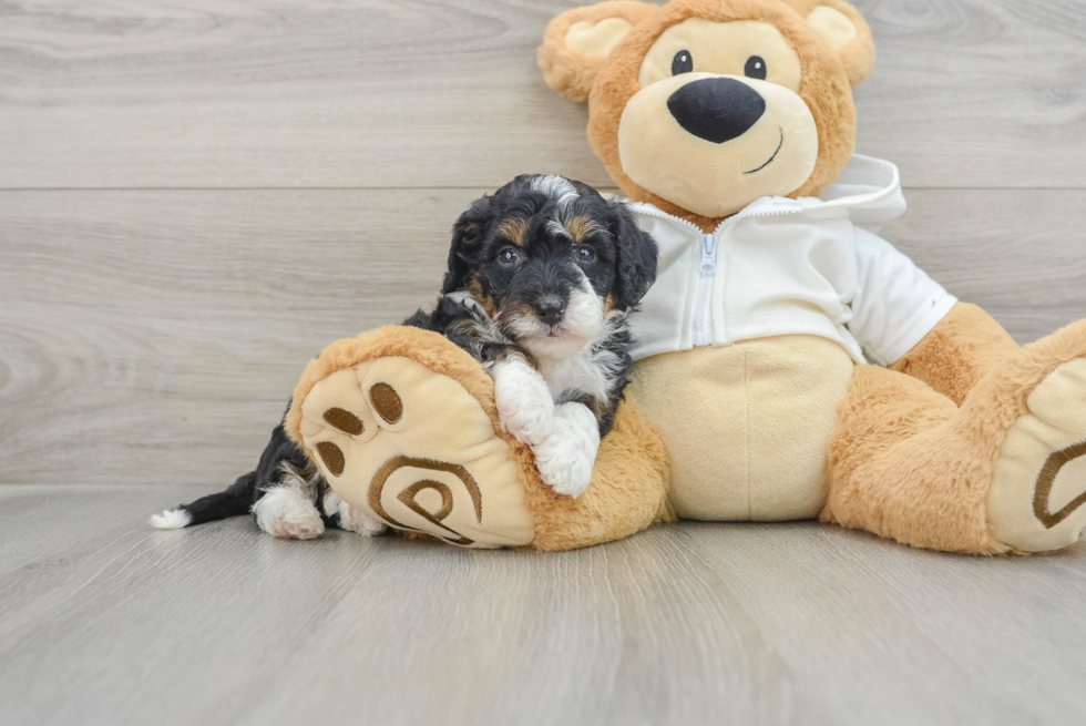 Best Mini Bernedoodle Baby