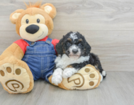 9 week old Mini Bernedoodle Puppy For Sale - Pilesgrove Pups