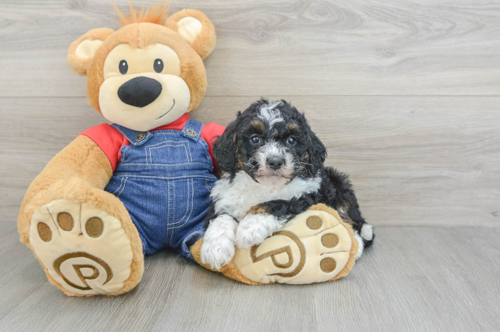 9 week old Mini Bernedoodle Puppy For Sale - Pilesgrove Pups