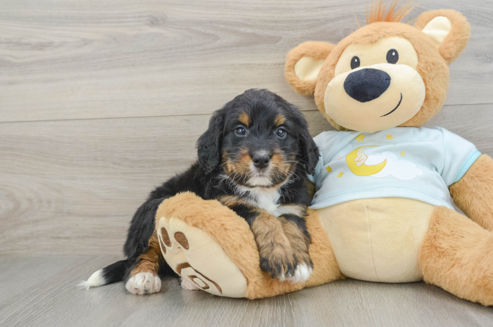 5 week old Mini Bernedoodle Puppy For Sale - Pilesgrove Pups