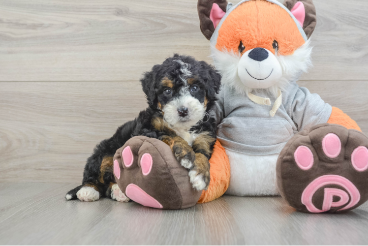 Mini Bernedoodle Puppy for Adoption