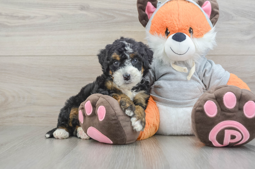 5 week old Mini Bernedoodle Puppy For Sale - Pilesgrove Pups