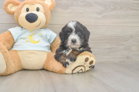 5 week old Mini Bernedoodle Puppy For Sale - Pilesgrove Pups Adorable Bernadoodle Poodle Mix Puppy