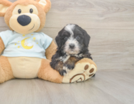 6 week old Mini Bernedoodle Puppy For Sale - Pilesgrove Pups 6 week old Mini Bernedoodle Puppy For Sale - Pilesgrove Pups