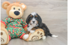 Mini Bernedoodle Puppy for Adoption