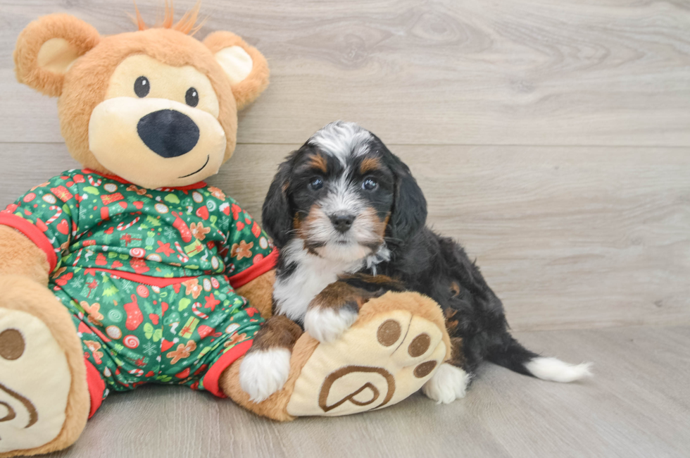 5 week old Mini Bernedoodle Puppy For Sale - Pilesgrove Pups