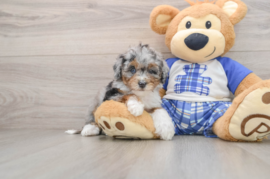 Popular Mini Bernedoodle Poodle Mix Pup