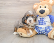 7 week old Mini Bernedoodle Puppy For Sale - Pilesgrove Pups