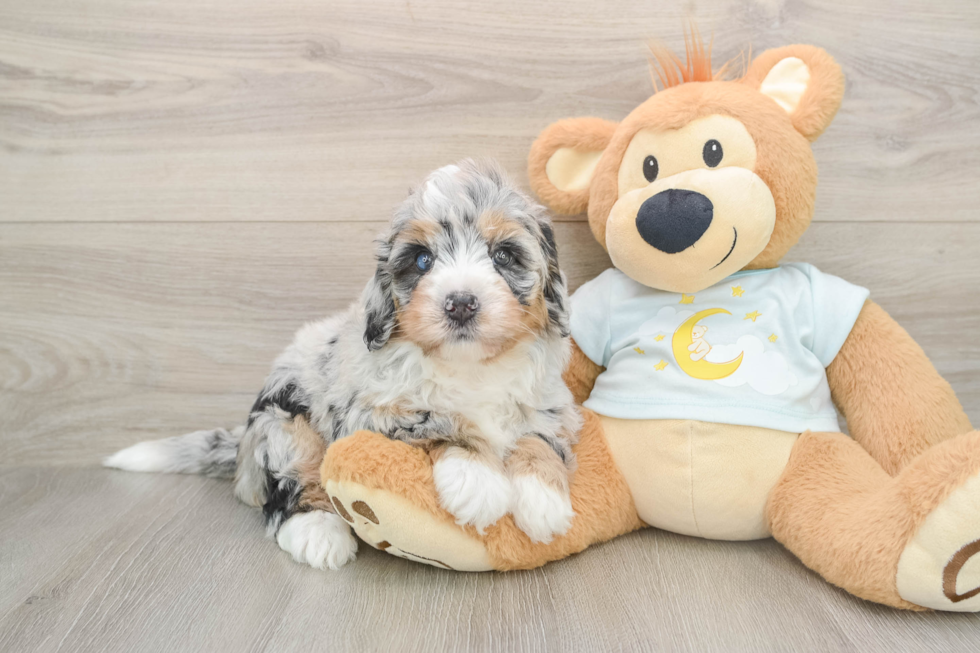 Hypoallergenic Bernese Doodle Poodle Mix Puppy