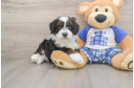 Smart Mini Bernedoodle Poodle Mix Pup