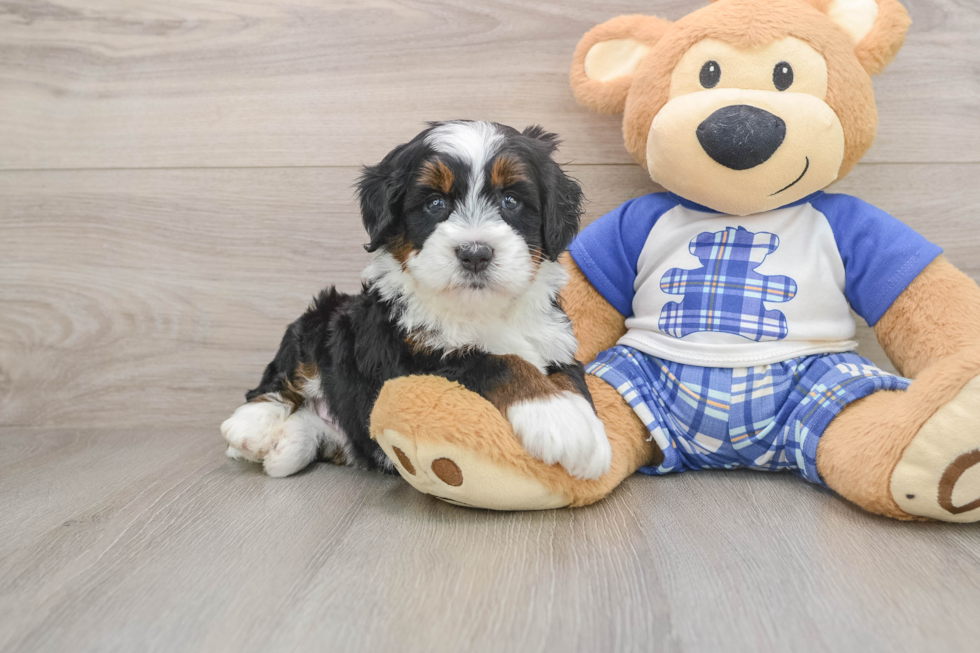 Smart Mini Bernedoodle Poodle Mix Pup