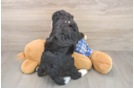 Mini Bernedoodle Pup Being Cute