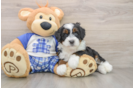 Small Mini Bernedoodle Baby