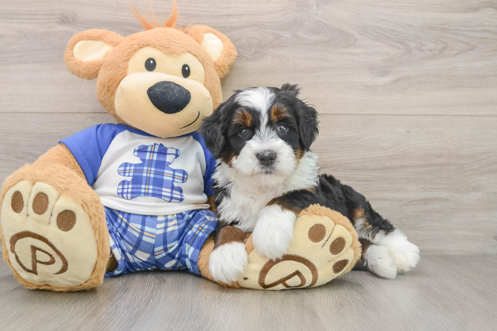 Small Mini Bernedoodle Baby