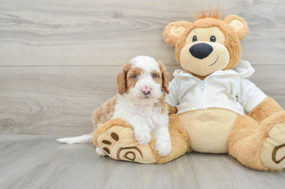 6 week old Mini Bernedoodle Puppy For Sale - Pilesgrove Pups