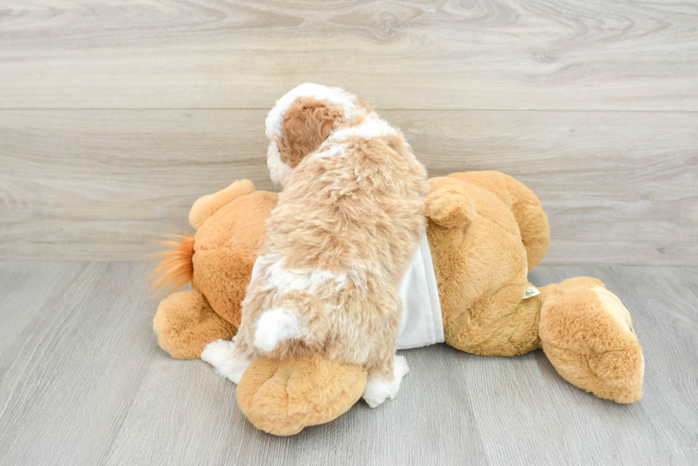 Cute Mini Bernedoodle Baby