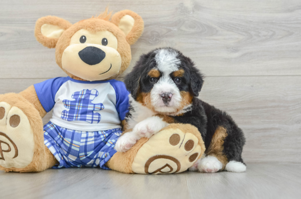 7 week old Mini Bernedoodle Puppy For Sale - Pilesgrove Pups