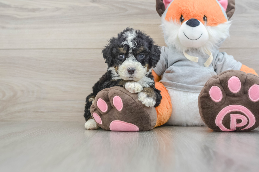 5 week old Mini Bernedoodle Puppy For Sale - Pilesgrove Pups