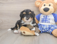 7 week old Mini Bernedoodle Puppy For Sale - Pilesgrove Pups