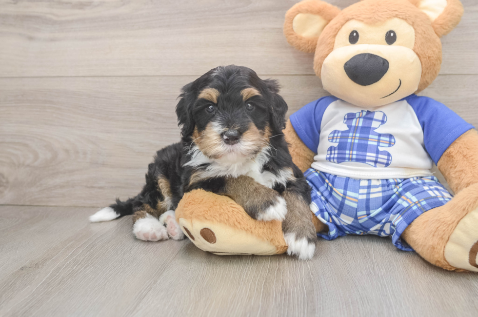 5 week old Mini Bernedoodle Puppy For Sale - Pilesgrove Pups