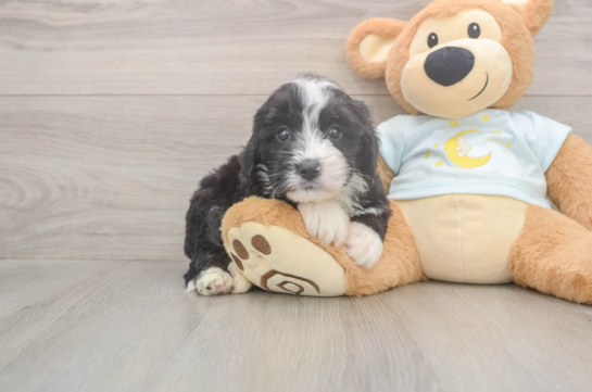 5 week old Mini Bernedoodle Puppy For Sale - Pilesgrove Pups Fluffy Mini Bernedoodle Poodle Mix Pup