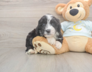 5 week old Mini Bernedoodle Puppy For Sale - Pilesgrove Pups 5 week old Mini Bernedoodle Puppy For Sale - Pilesgrove Pups