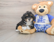 6 week old Mini Bernedoodle Puppy For Sale - Pilesgrove Pups