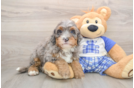 Happy Mini Bernedoodle Baby