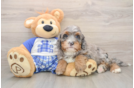 Mini Bernedoodle Pup Being Cute