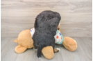Playful Mini Bernese Poodle Poodle Mix Puppy