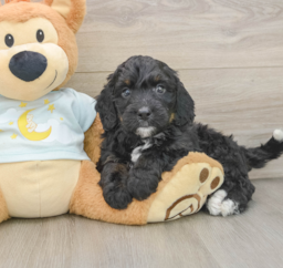 7 week old Mini Bernedoodle Puppy For Sale - Pilesgrove Pups