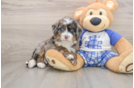 Friendly Mini Bernedoodle Baby