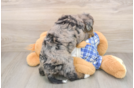 Best Mini Bernedoodle Baby
